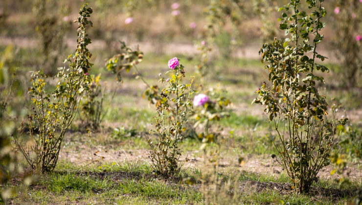 Isparta gülcülüğü Edirne gülü ile başladı