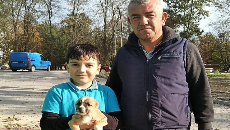 Kuyruğu ve kulağı kesilen “Gofrete” sıcak yuva