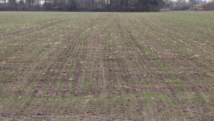 Yağışlar iyi geldi