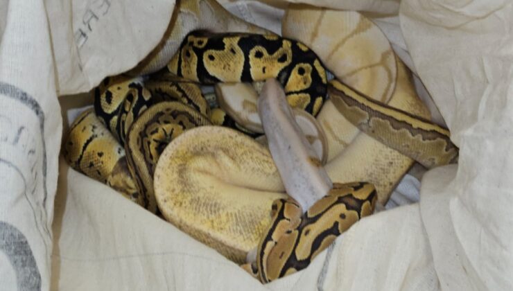 Piton kaçakçılığına 26 bin TL ceza