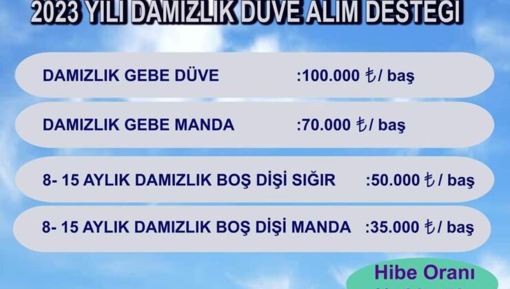 Devletten üreticilere düve desteği