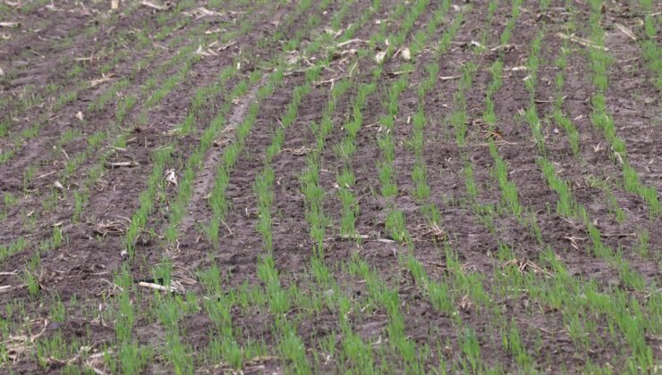 Çiftçinin umudu ilkbahar yağmurlarında