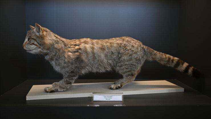 Doğa Tarihi Müzesi öğrencilere derslik de oluyor