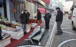 Saros’ta 160 kiloluk orkinos yakalandı