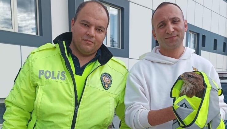 Polis ekipleri yaralı atmaca buldu