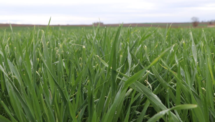 Yağışlar buğdaya iyi geldi