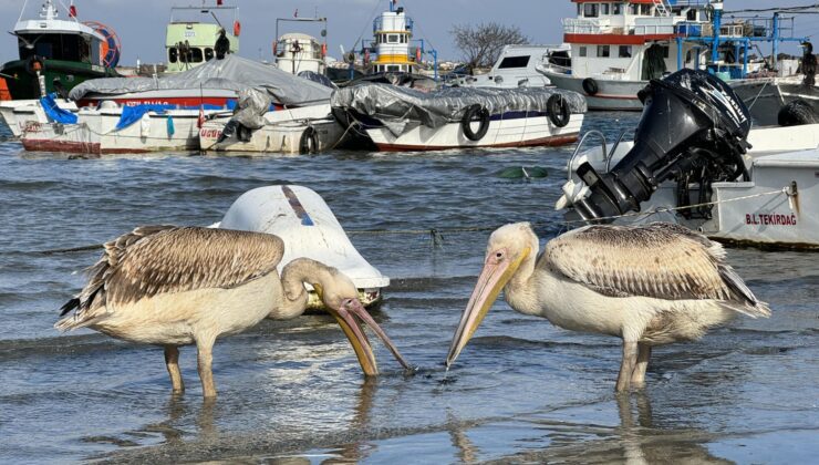 Pelikan Osman ile İbo bu sene göç etmedi