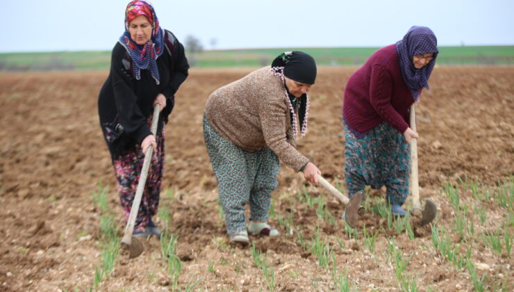 Istranca’nın eteklerinde üretime katkı sunuyorlar