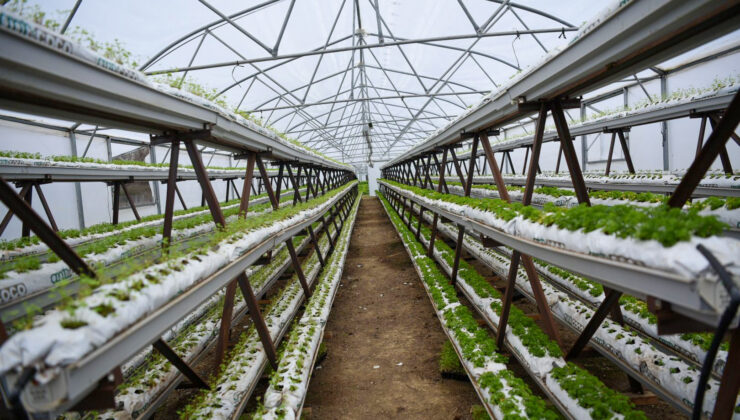 İzzetiye’de üretim artacak