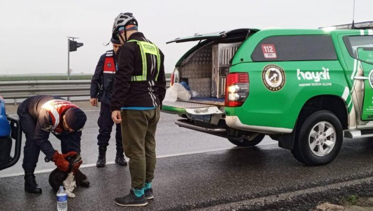 Jandarma yaralı halde buldu