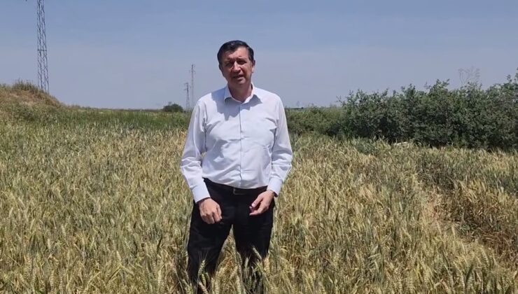 Buğdayda beklenti 15 lira