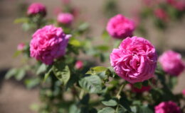 Osmanlı’nın “gül bahçesi” Edirne’de yine her yerde güller açacak