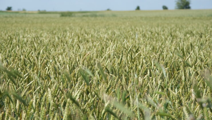 Buğdayın gelişimi umutlandırdı