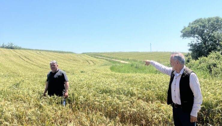 Buğdayda tehlike çanları