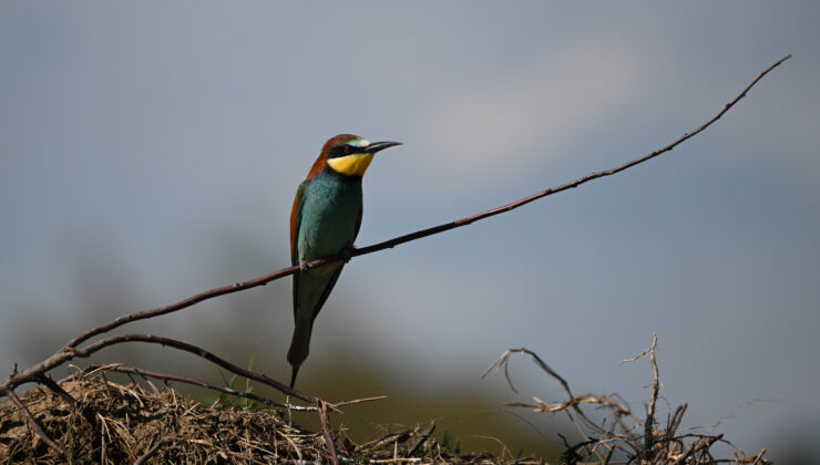 Arı kuşu Edirne’ye geldi
