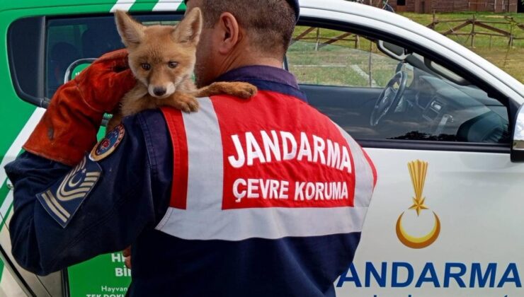 Yavru tilkinin karnını doyurdular