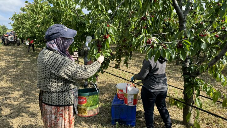 Tekirdağ kirazında hasat zamanı