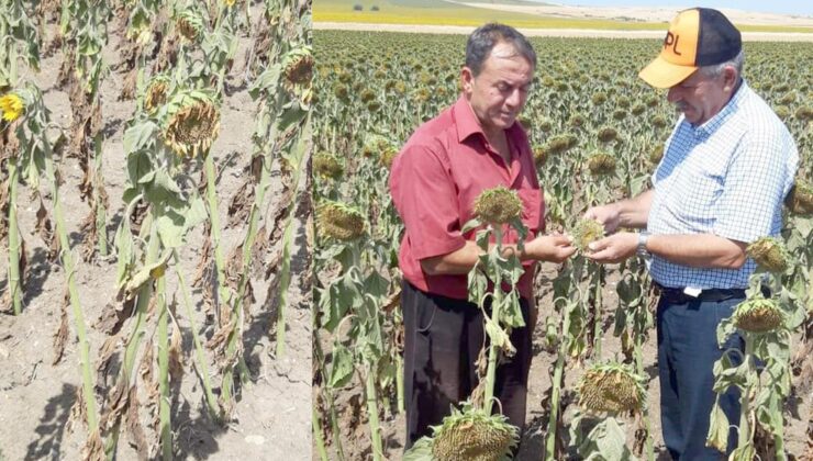 Ayçiçeğine kuraklık darbesi!