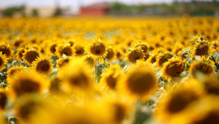Trakya çiçek açtı