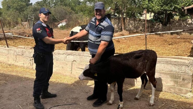 Kayıp buzağı dronla bulundu