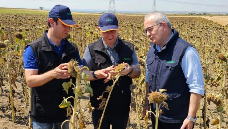 TARSİM heyeti ayçiçeğini denetledi