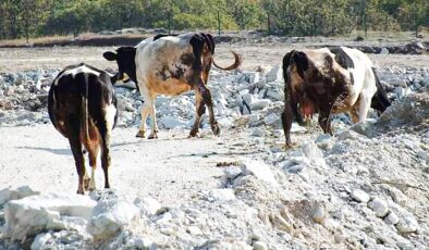 Yaban hayvanları için kaya tuzu bıraktılar