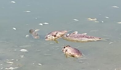 Ölü balıklar kıyıya vurdu!