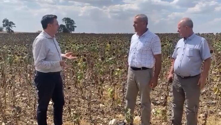 “Ayçiçeği üreticisi zor günler yaşıyor”
