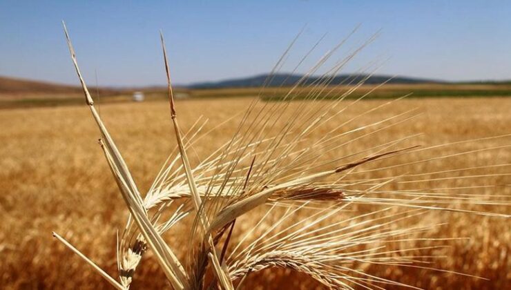 İşte çiftçilere ödenecek destekler