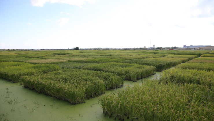 Çeltikte verim kaybı beklenmiyor