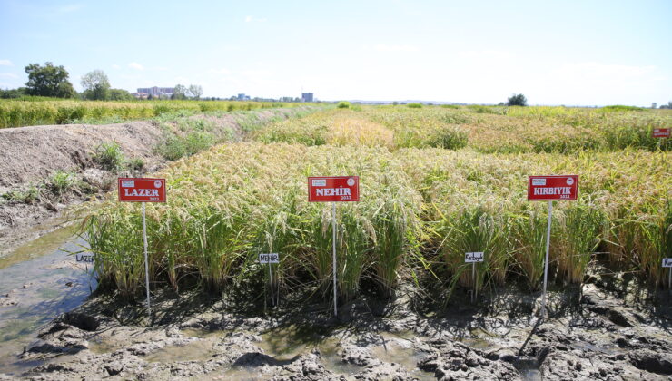 Çeltikte 3 yeni çeşit