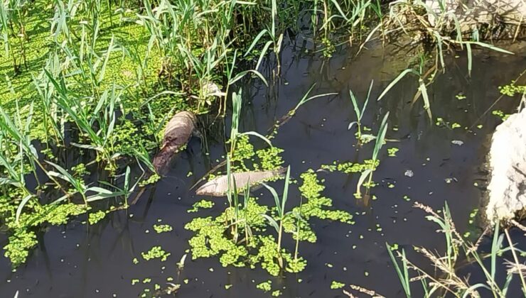 Ergene Nehri’nde toplu balık ölümleri!