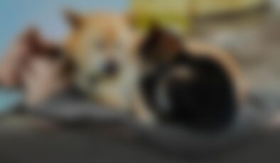 Çöplükte 17 kedi ve köpek ölüsü bulundu