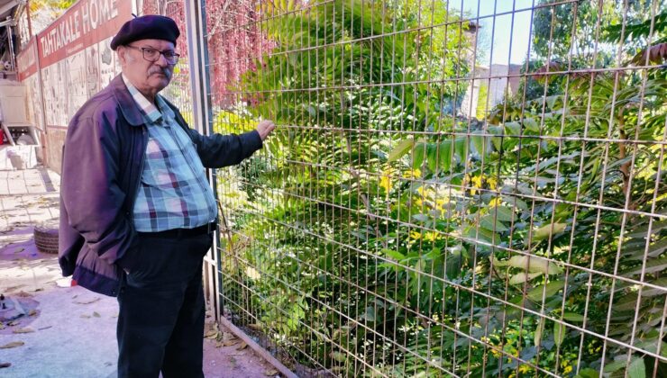 Hadrianus duvarlarını ot bastı