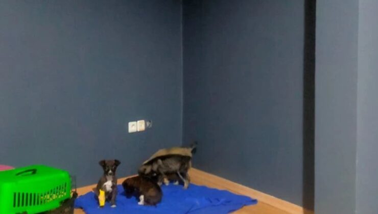 Köpek yavrularını çöpe atmış!