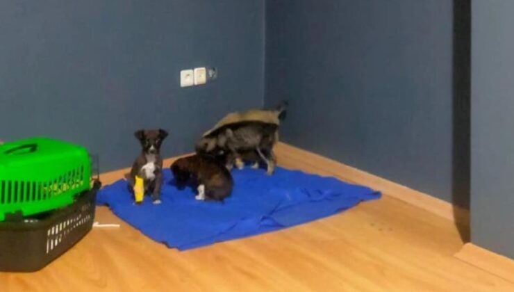 Köpek yavrularını çöpe atan 2 zanlı serbest