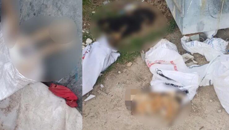 Kırklareli’nde hayvan katliamı!