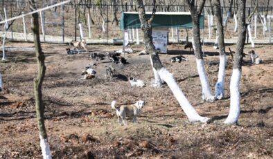 Keşan’a dev barınak