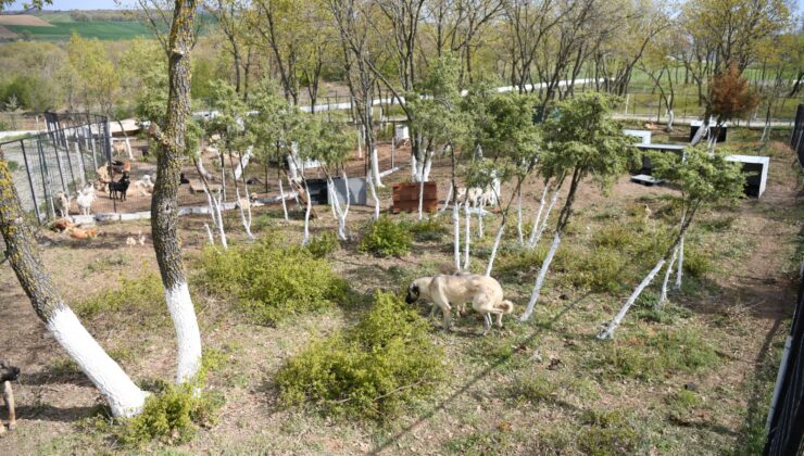 10 metrekareye bir köpek düşecek