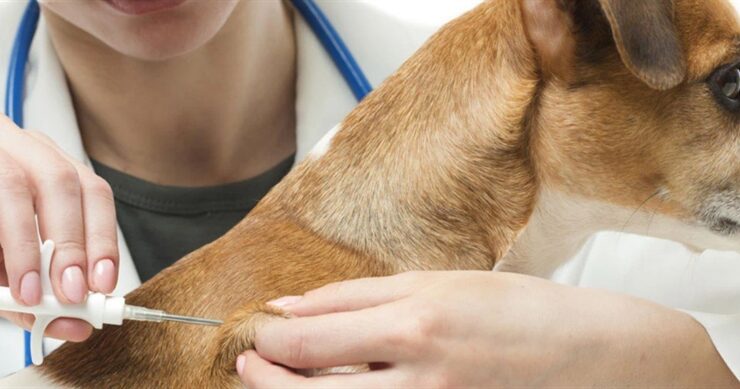 Sahipsiz köpek denetimlerini veteriner hekimler yapacak