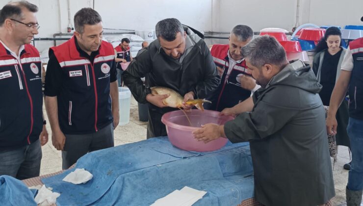 10,5 milyon balık yavrusu yetiştirilecek