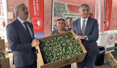 Karpuz fideleri toprakla buluştu