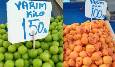 Erik ve kayısı cep yakıyor