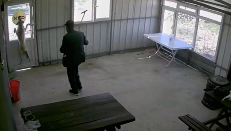 Köpeği bastonla dövmüştü