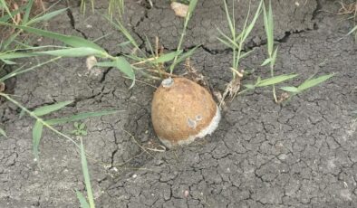 Ayçiçeği tarlasında bulundu!