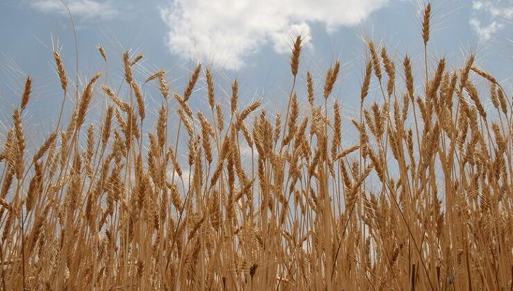 TMO buğday ve arpa alımlarına başlıyor