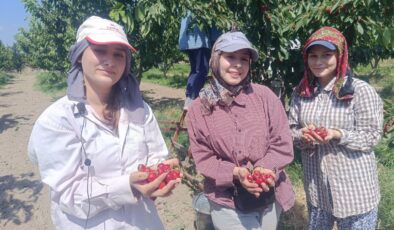 “Çeribaşı” kirazında hasat vakti