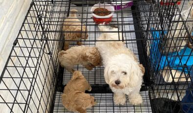 Kafes içinde bulundular