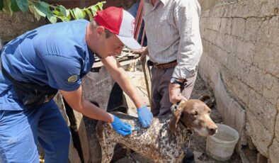 Kedi ve köpeklere mikroçip ve aşı uygulaması