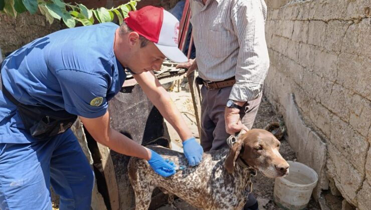 Kedi ve köpeklere mikroçip ve aşı uygulaması